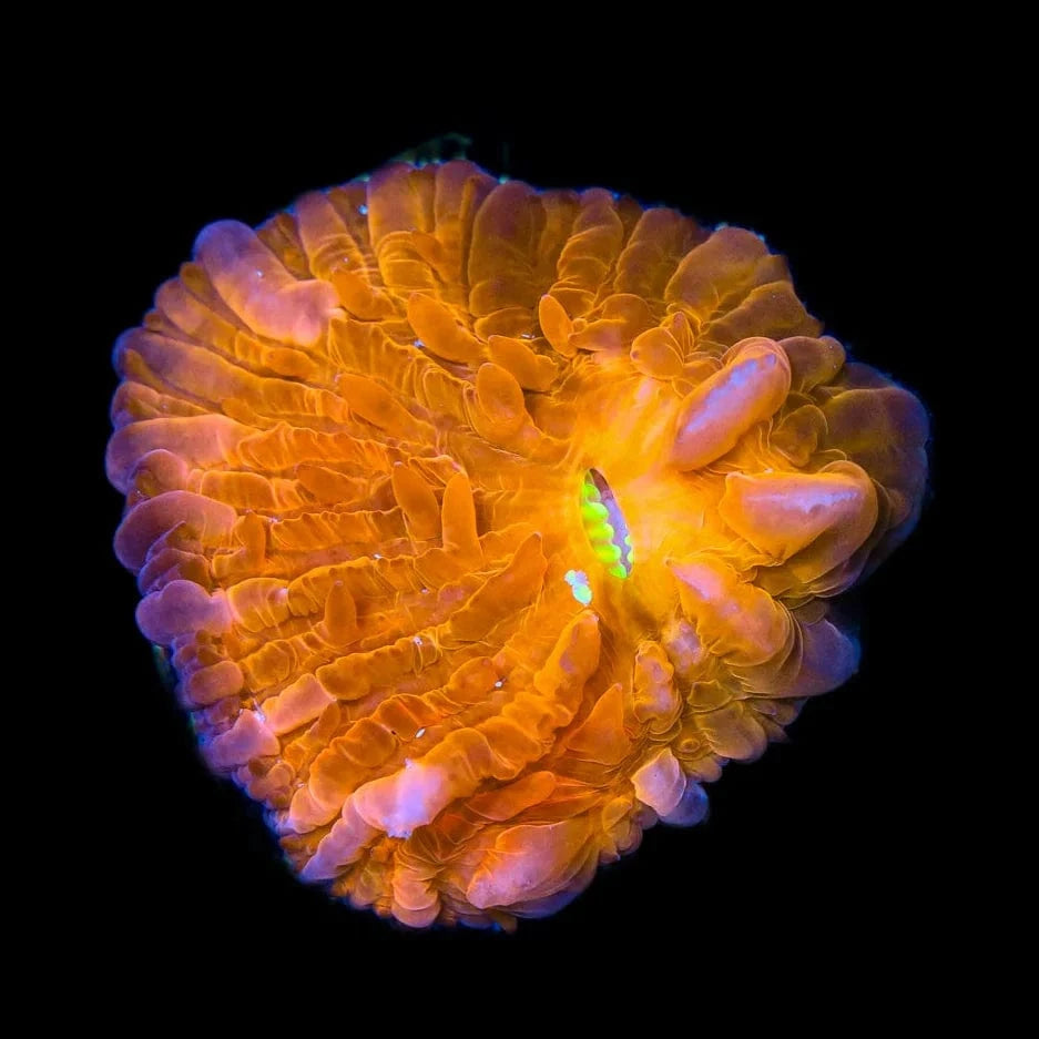 TSA Hot Pepper Aquacultured Plate Coral Top Shelf Aquatics
