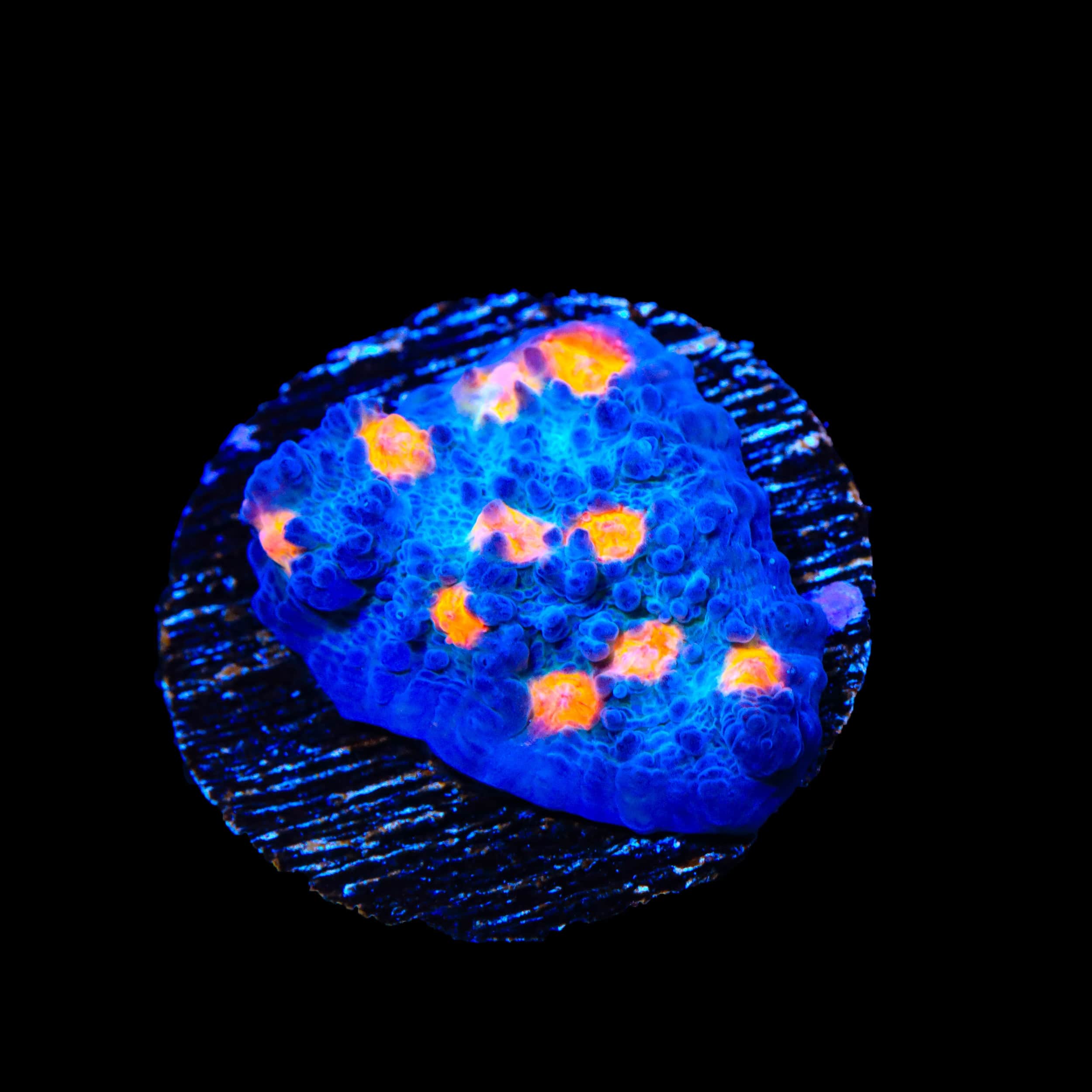 TSA Hot Spot Chalice Coral