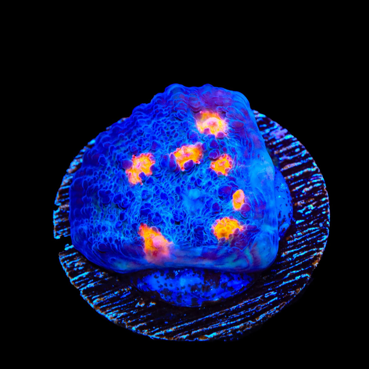 TSA Hot Spot Chalice Coral