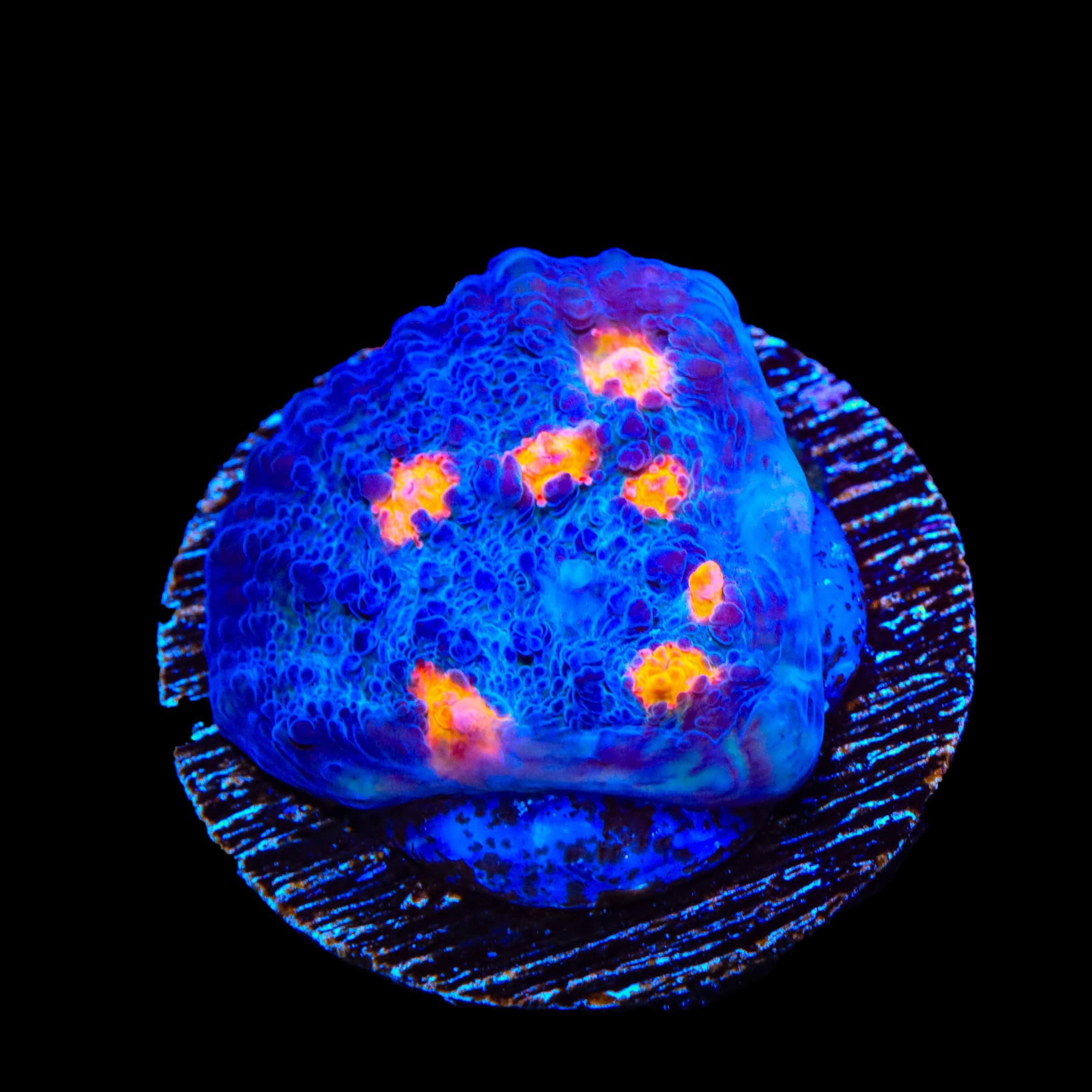 TSA Hot Spot Chalice Coral