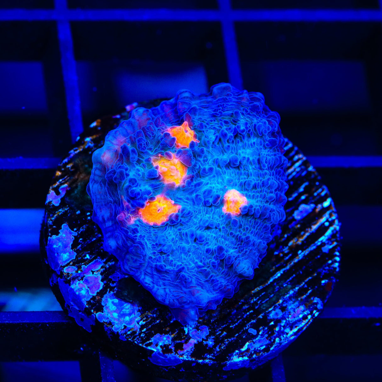 TSA Hot Spot Chalice Coral