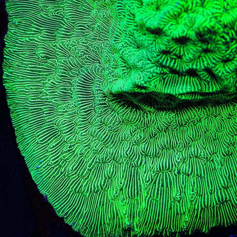 TSA Hulk Leptoseris Coral