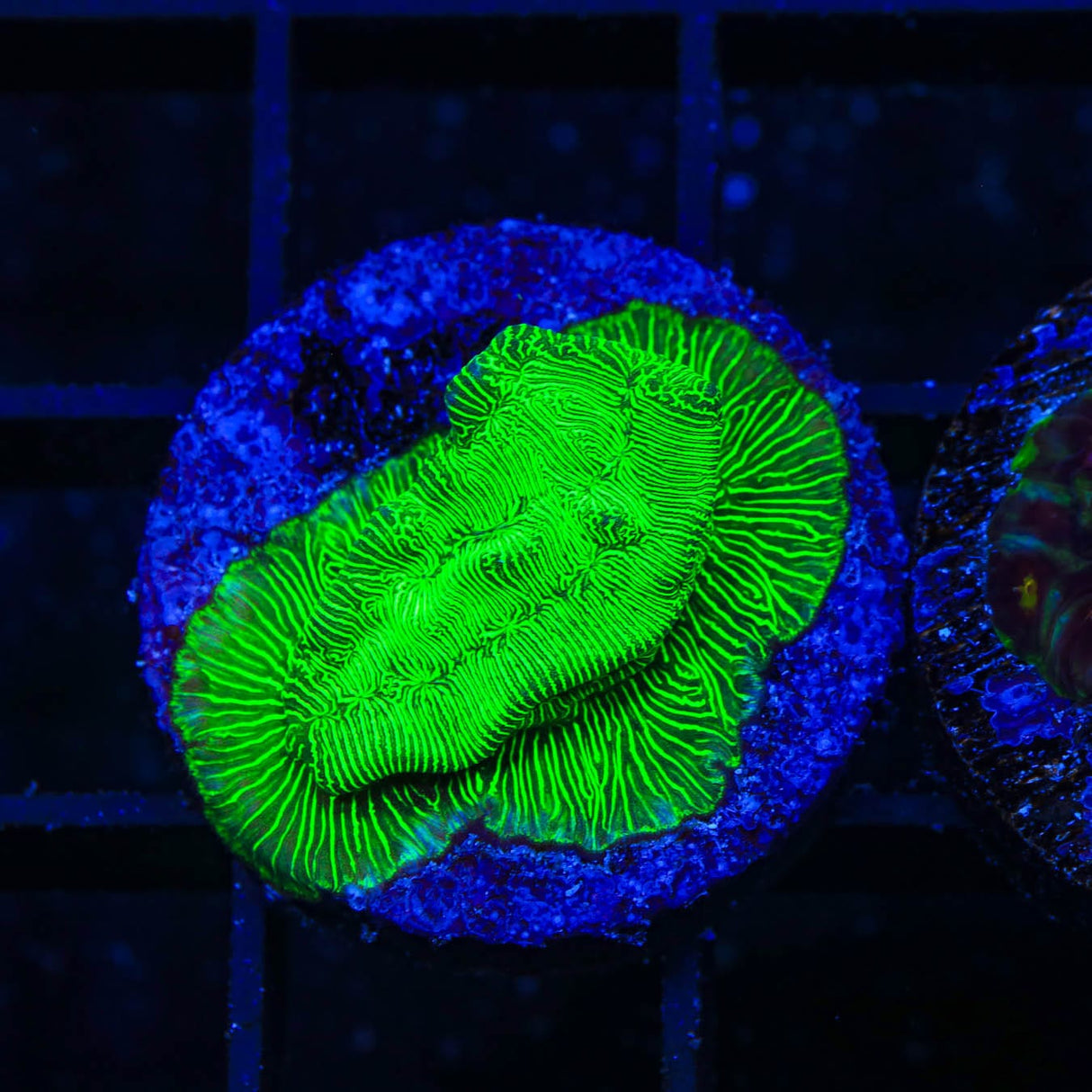 TSA Hulk Leptoseris Coral