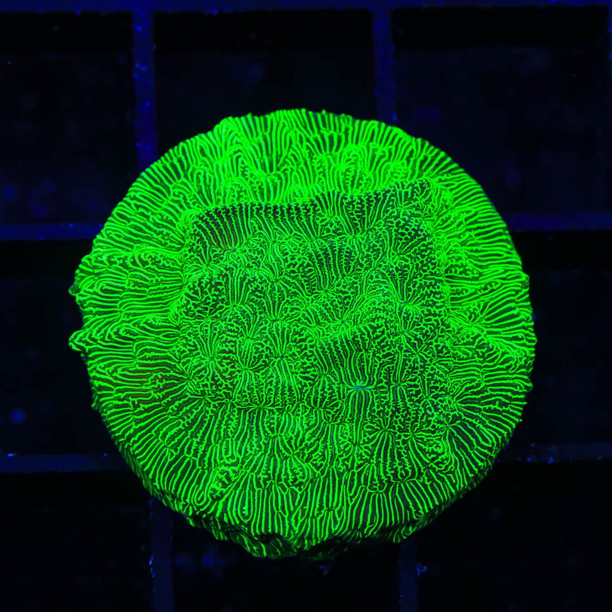 TSA Hulk Leptoseris Coral