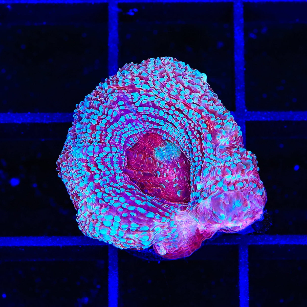 TSA Ice Queen Bowerbankii Coral