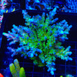 TSA Ice Tort Acropora Colony Coral