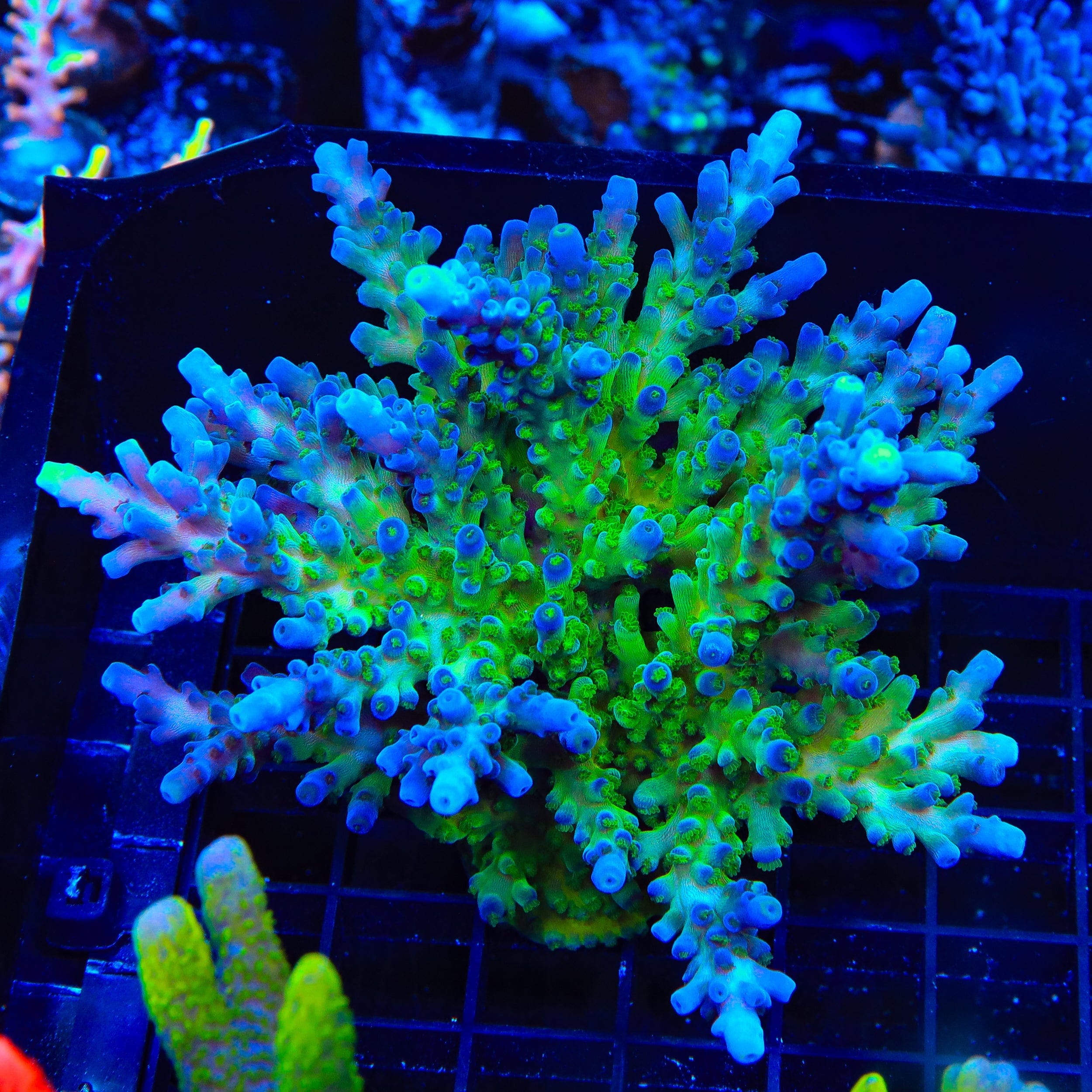 TSA Ice Tort Acropora Colony Coral