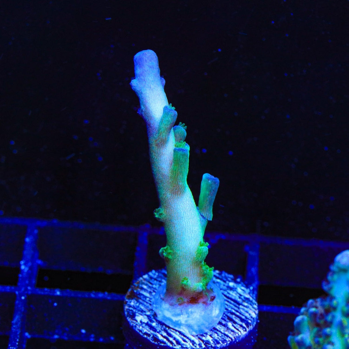 TSA Ice Tort Acropora Coral
