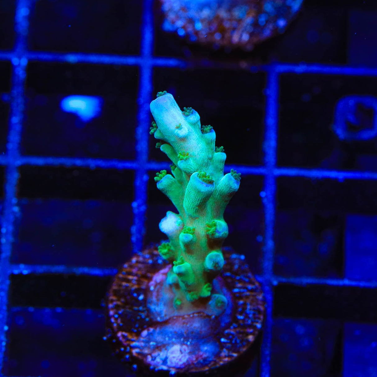 TSA Ice Tort Acropora Coral