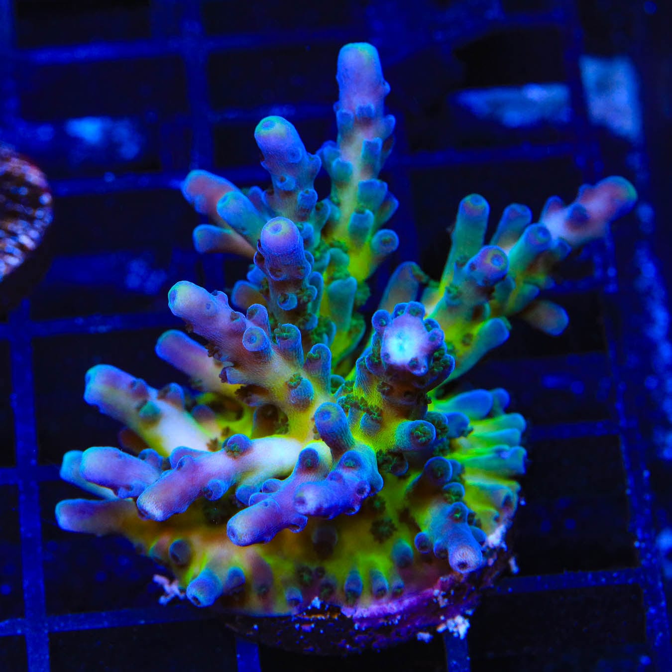 TSA Ice Tort XXL Acropora Coral – Top Shelf Aquatics