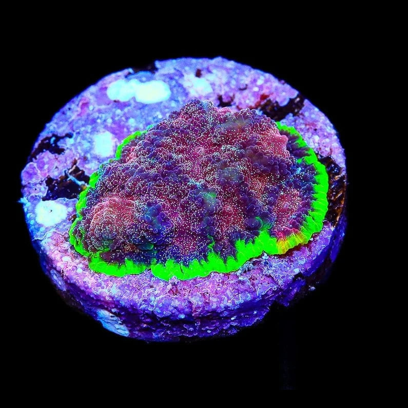 TSA Infection Favia Coral