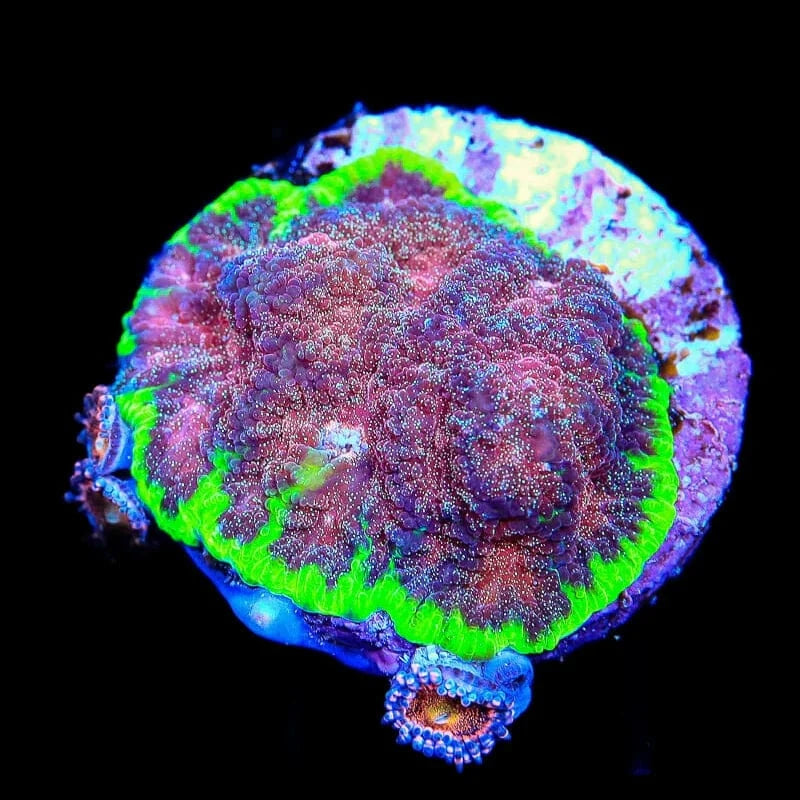 TSA Infection Favia Coral