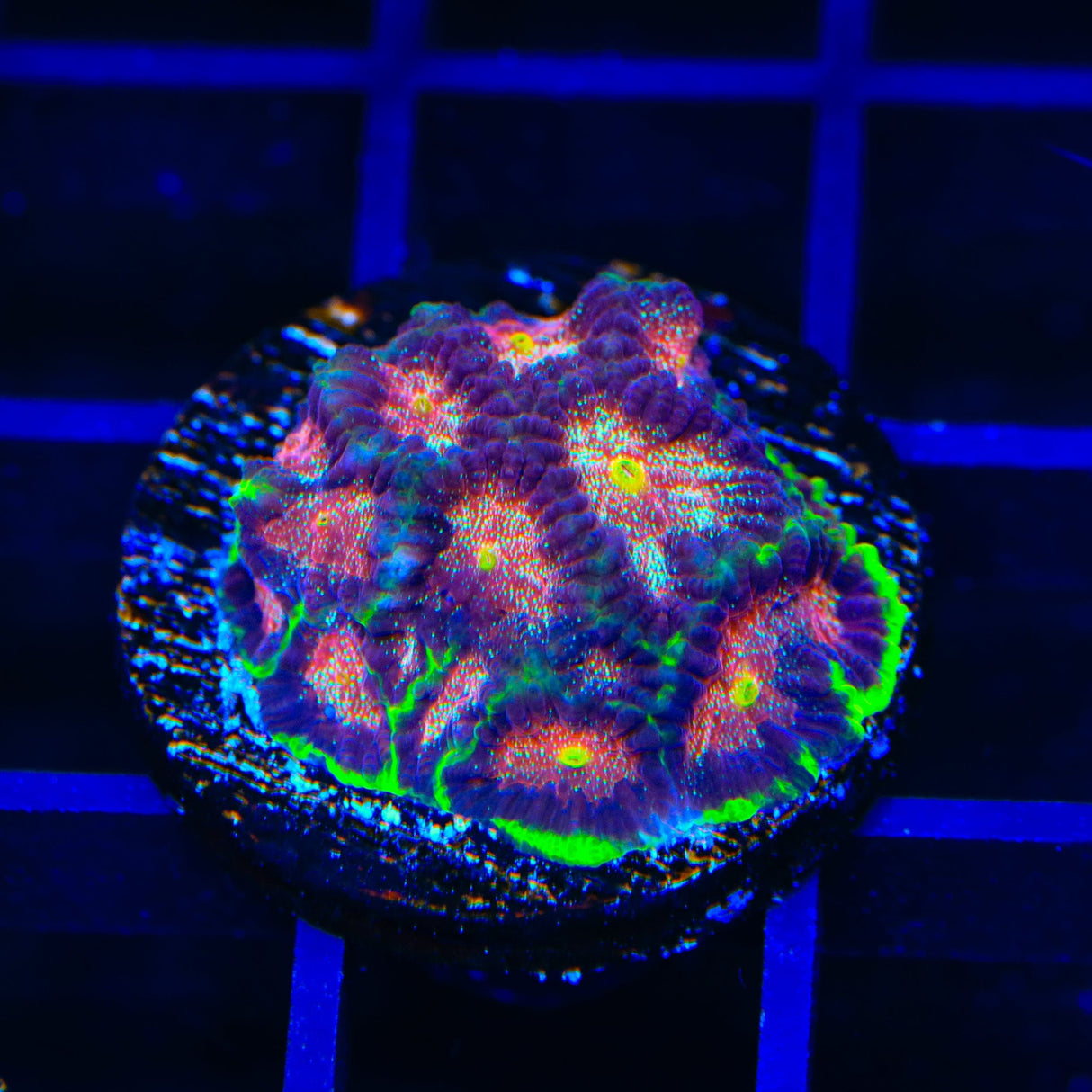 TSA Infection Favia Coral