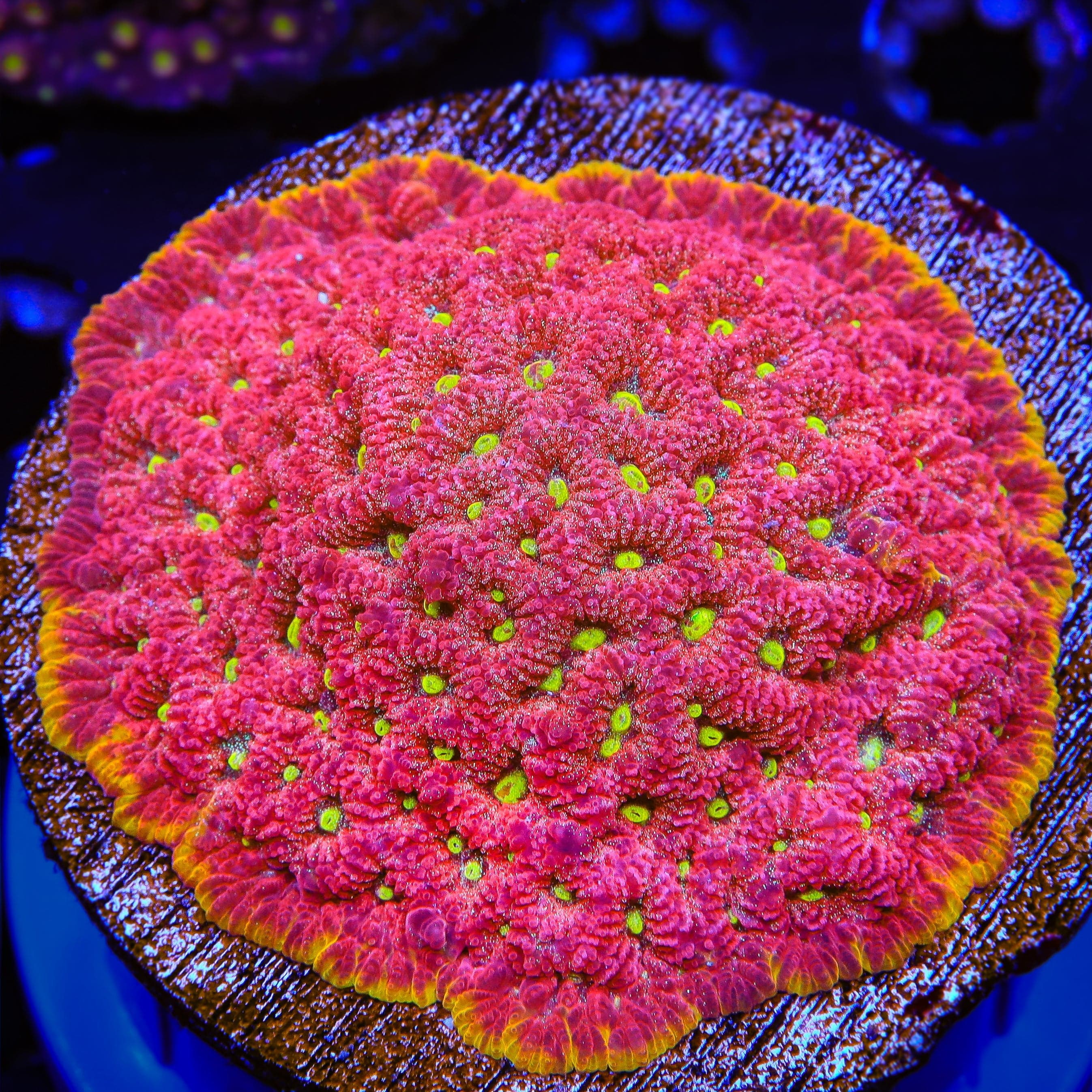 TSA Inferno Favia Coral – Top Shelf Aquatics