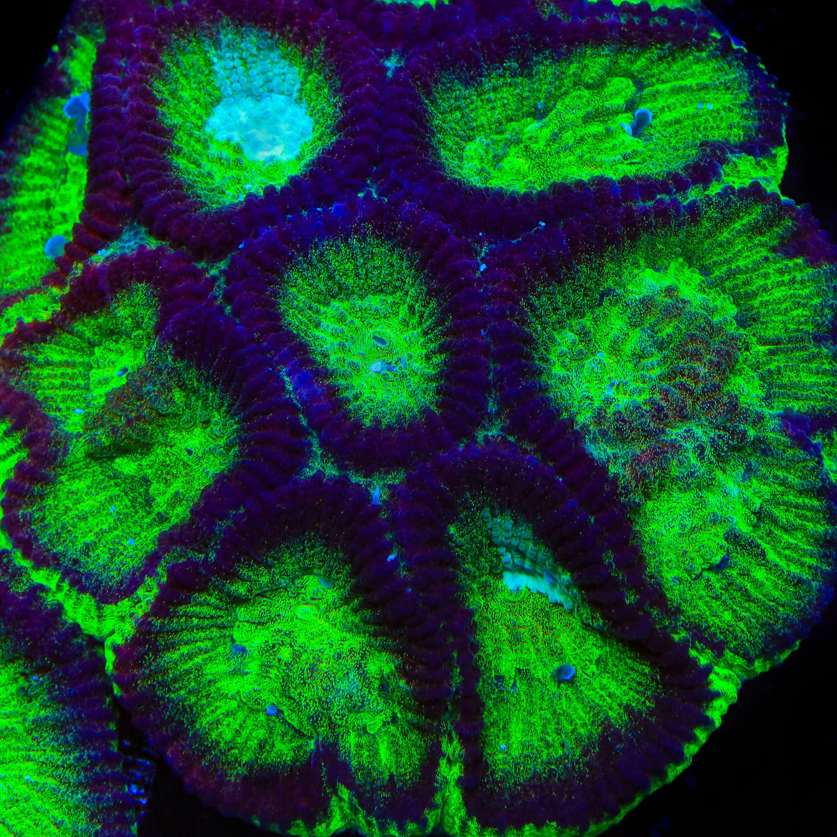 TSA Irish Favia Coral