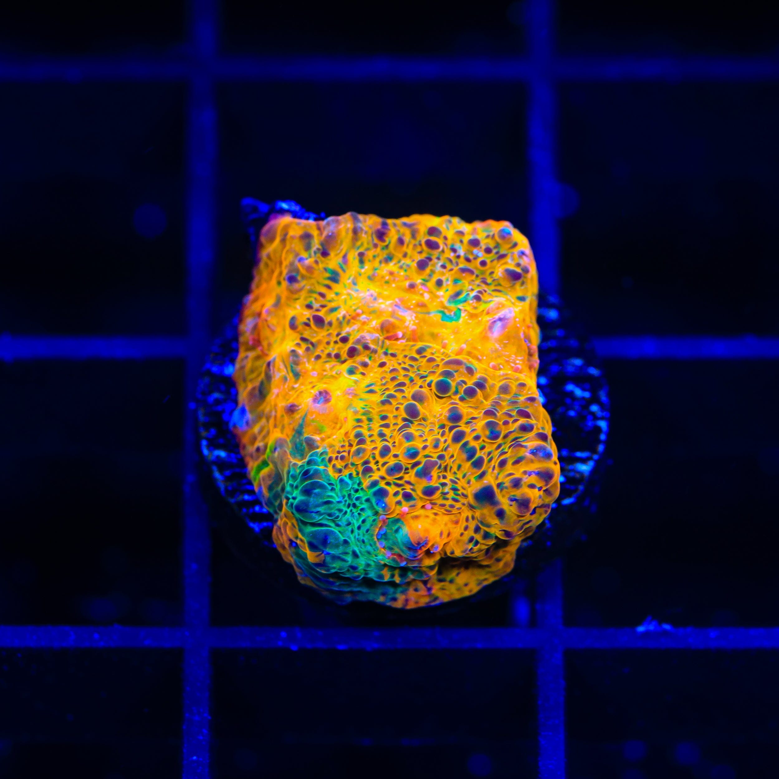 TSA Island Paradise Chalice Coral