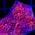 TSA Jackpot Chalice Coral