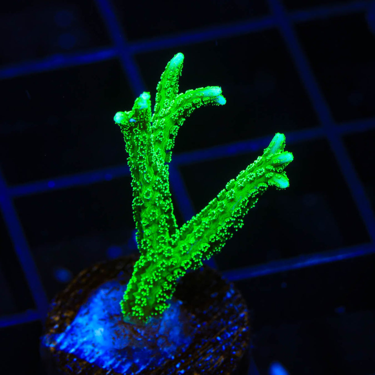 TSA Jade Dragon Birdsnest Coral
