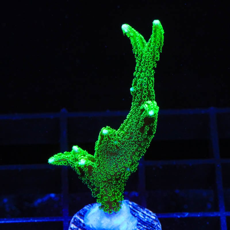 TSA Jade Dragon Birdsnest Coral