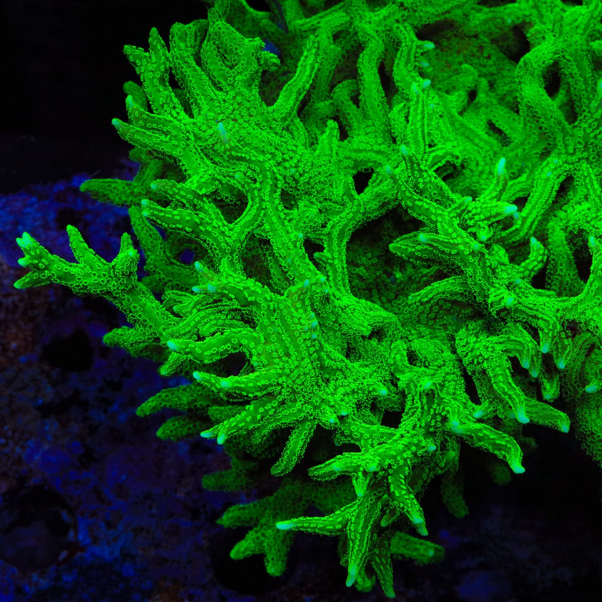 TSA Jade Dragon Birdsnest Coral