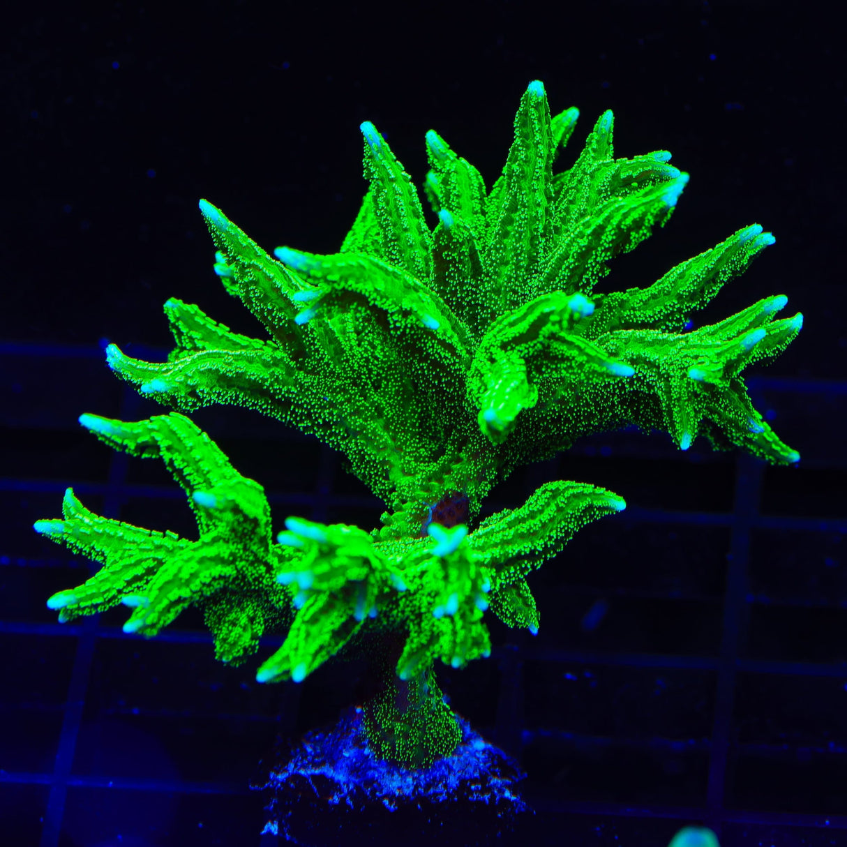 TSA Jade Dragon Birdsnest Coral