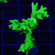 TSA Jade Dragon Birdsnest XL Frag Coral