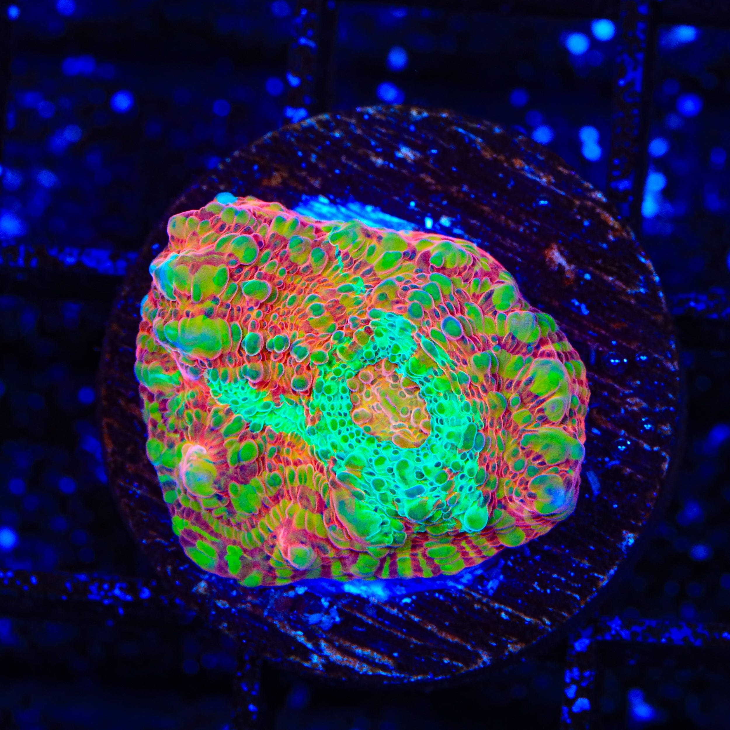 TSA Jail Break Chalice Coral