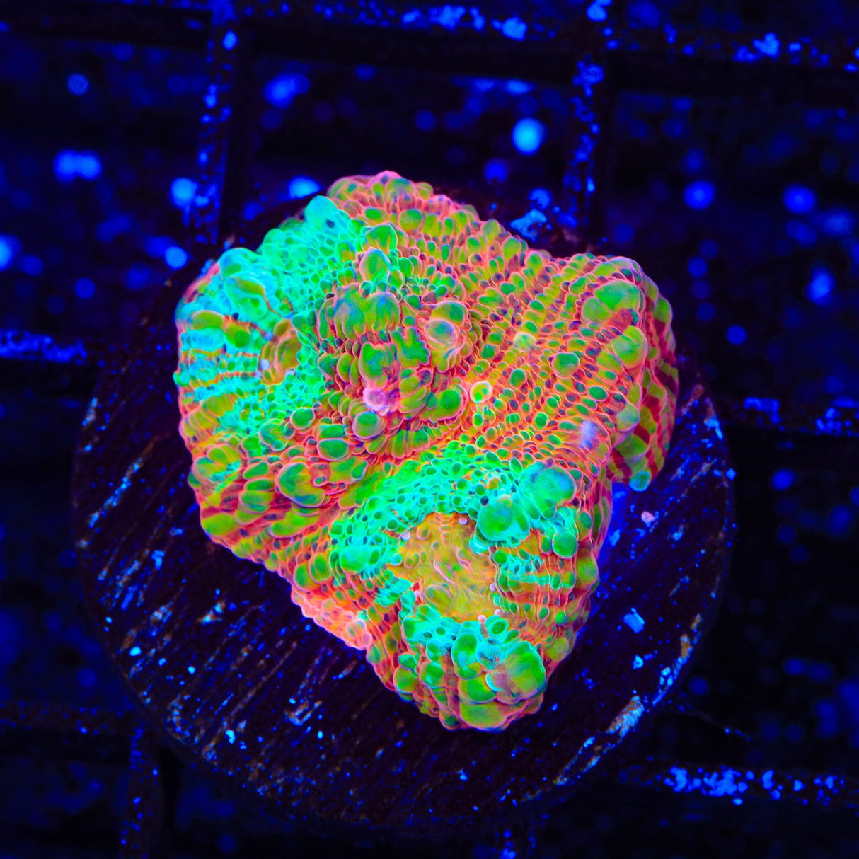 TSA Jail Break Chalice Coral