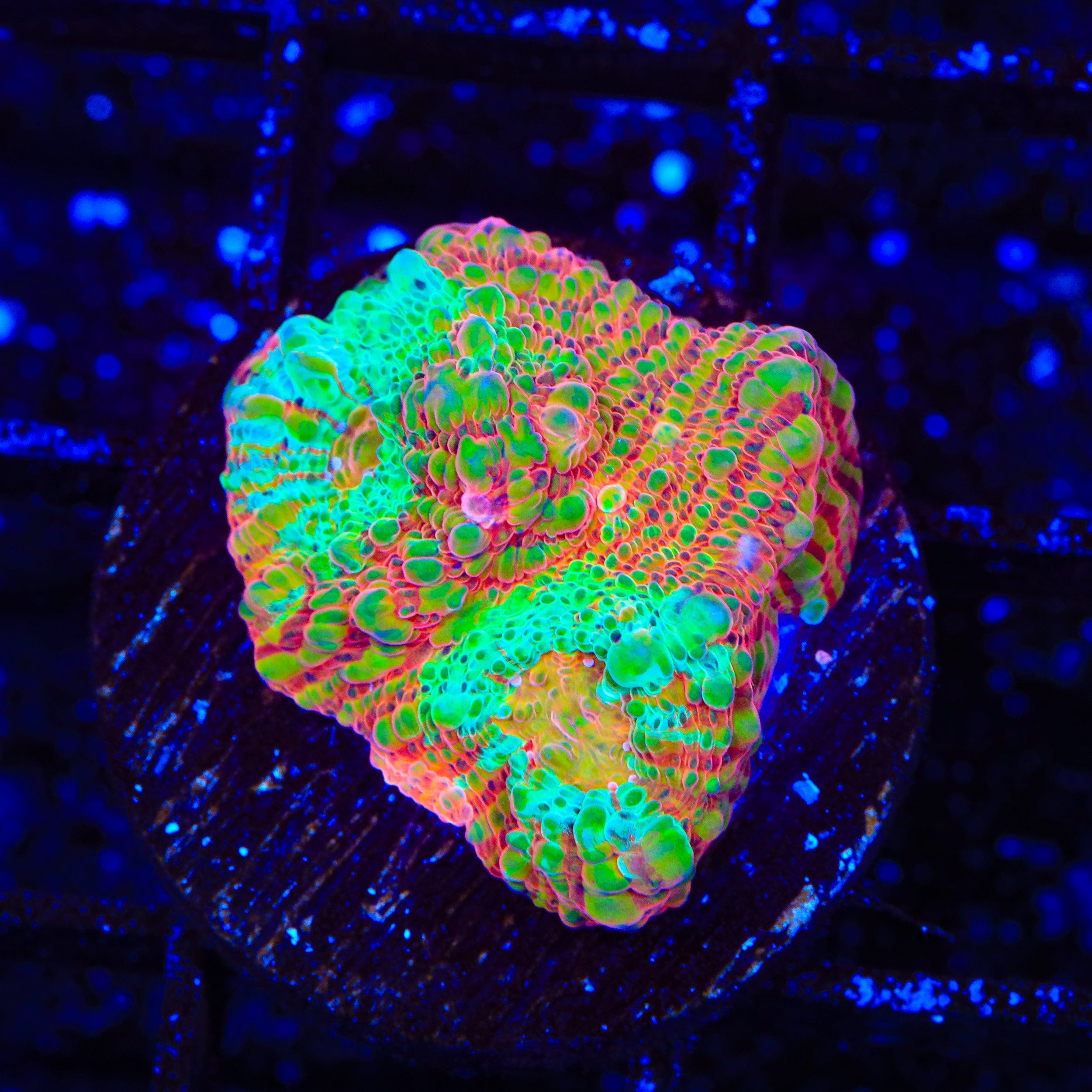 TSA Jail Break Chalice Coral