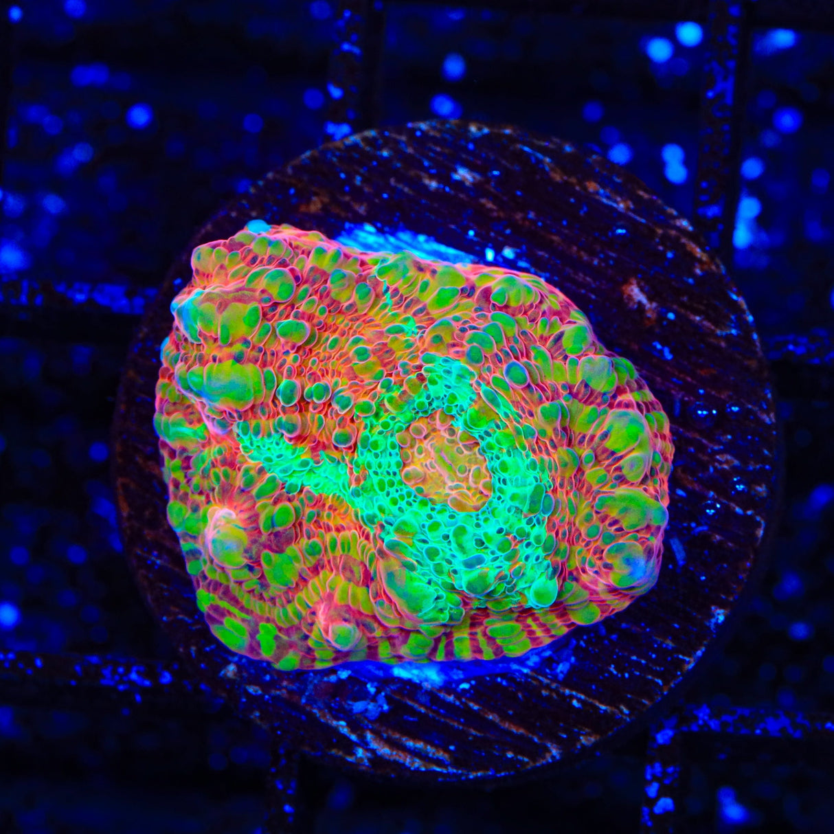 TSA Jail Break Chalice Coral