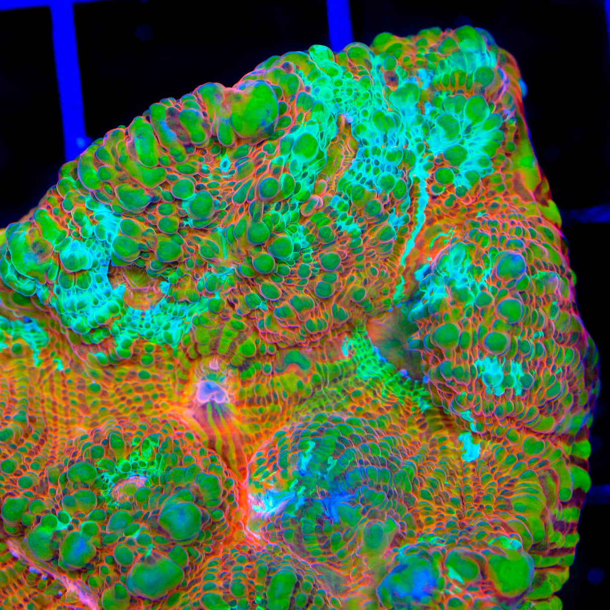 TSA Jail Break Chalice Coral