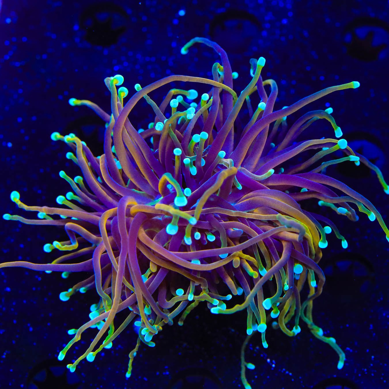 TSA Jester Insanity Torch Coral