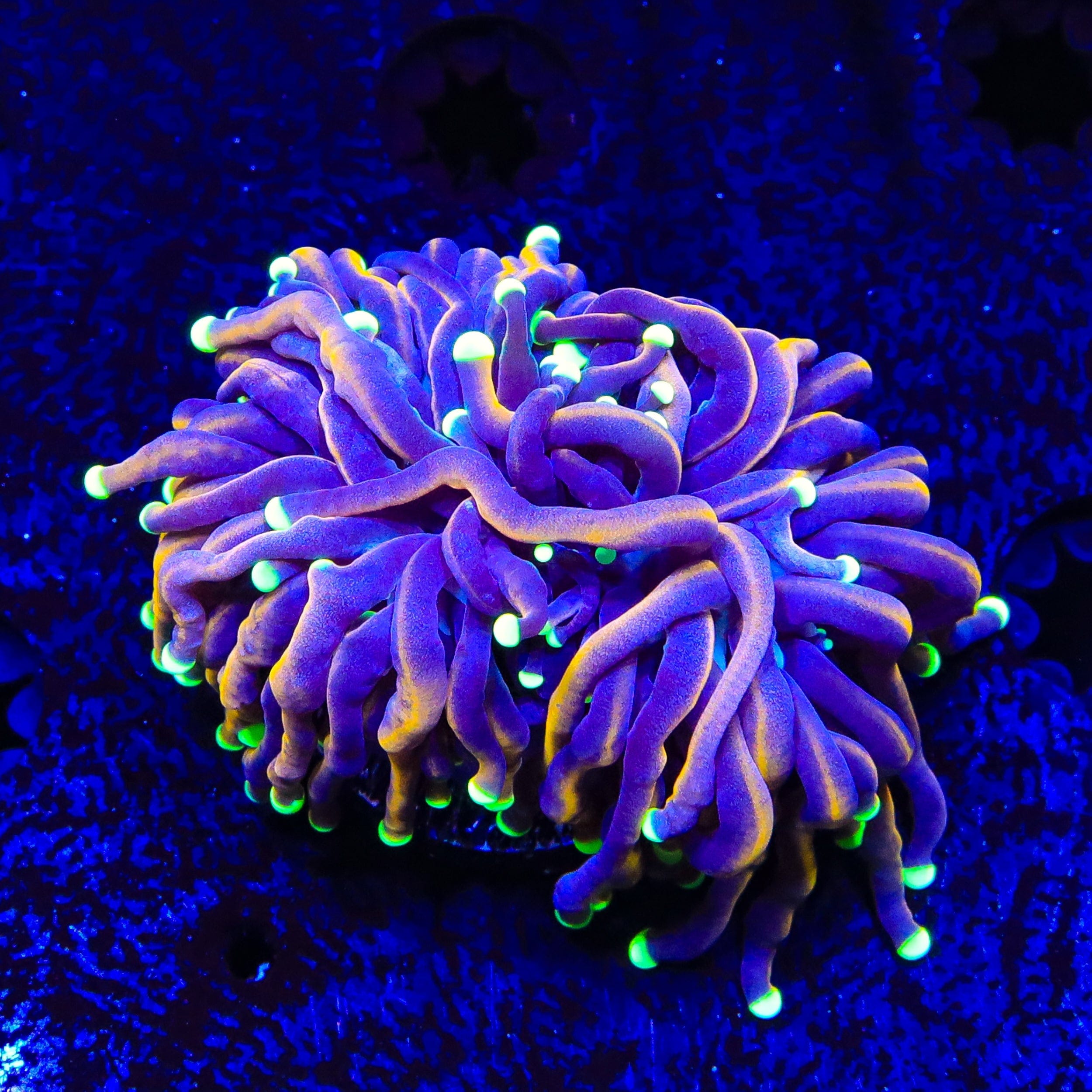 TSA Jester Insanity Torch Coral