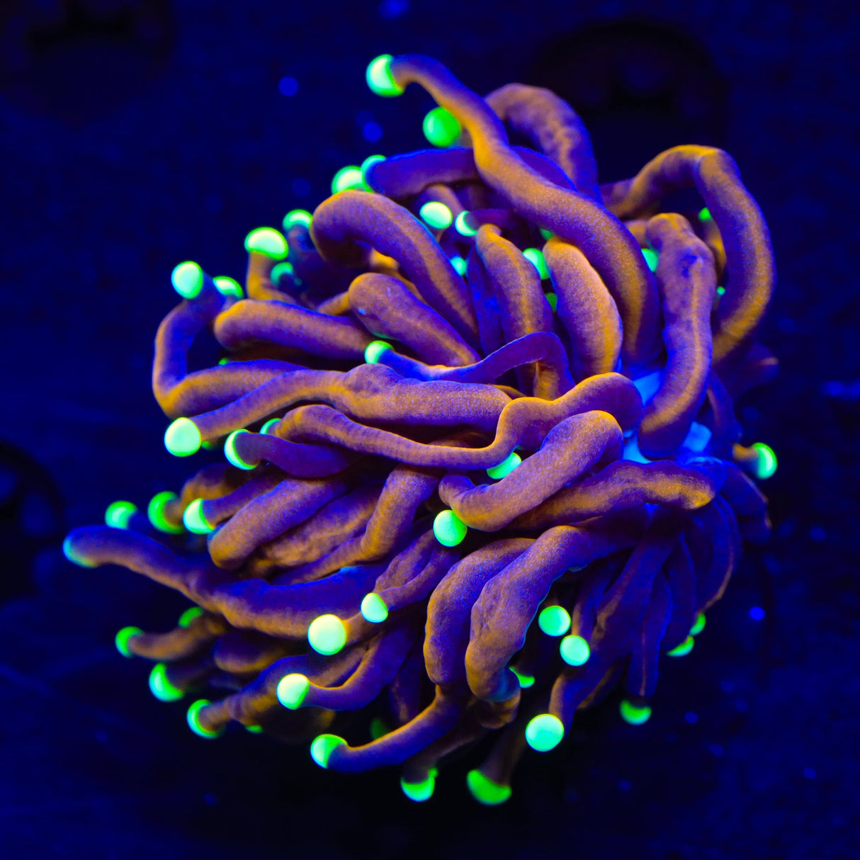 TSA Jester Insanity Torch Coral
