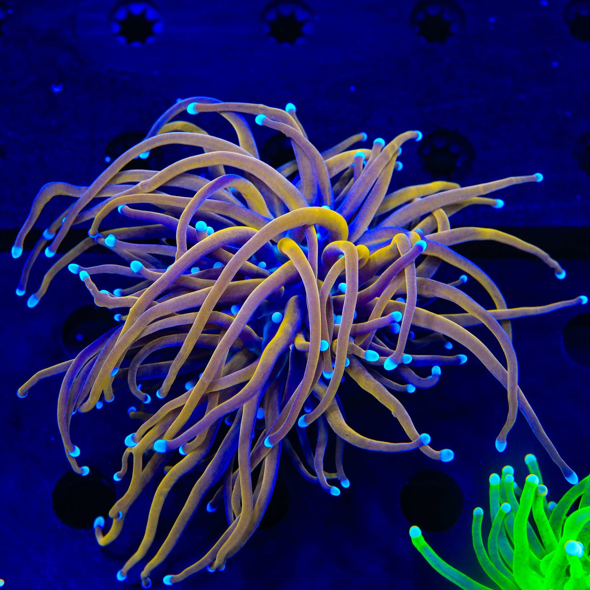 TSA Jester Insanity Torch Coral