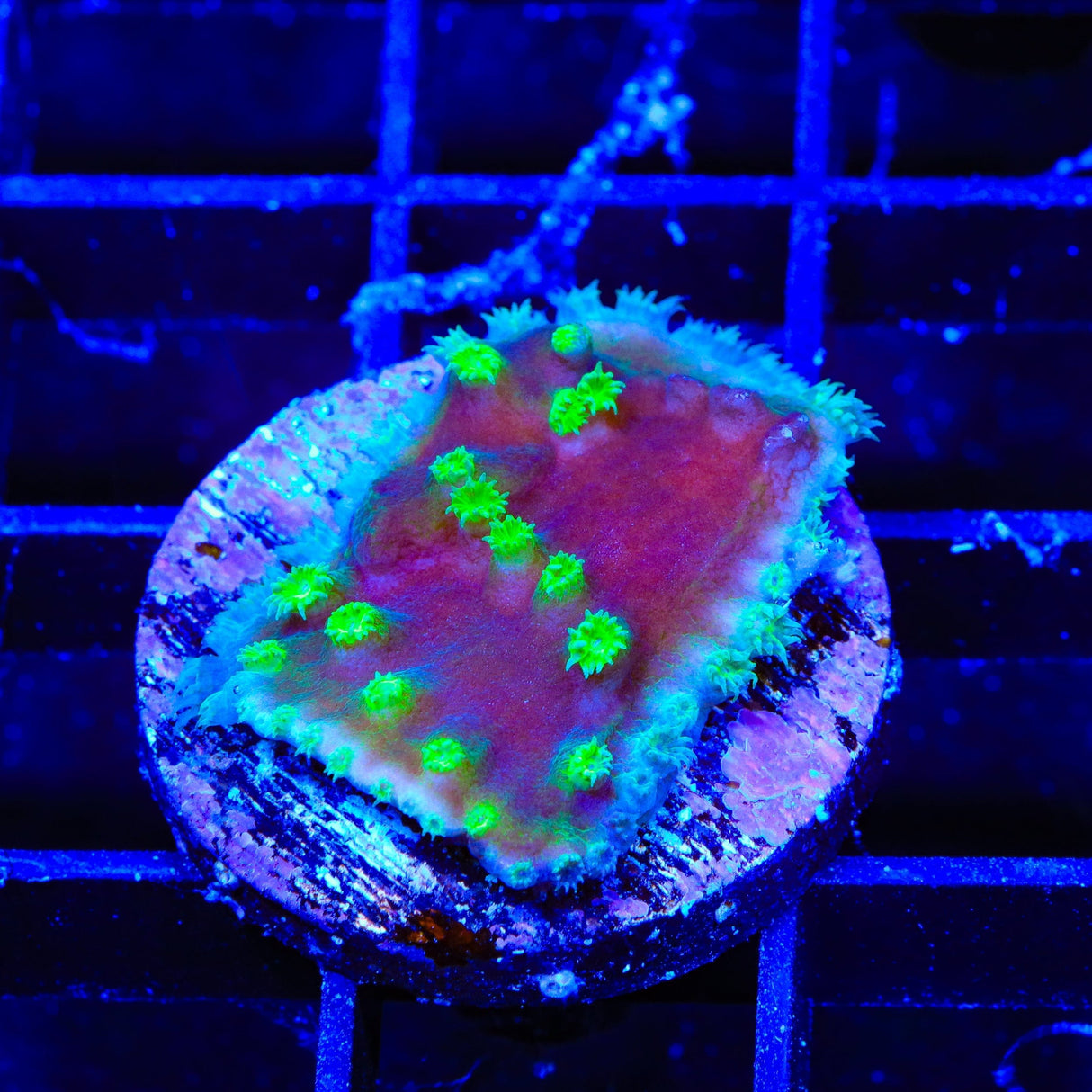 TSA Joker Scroll Coral