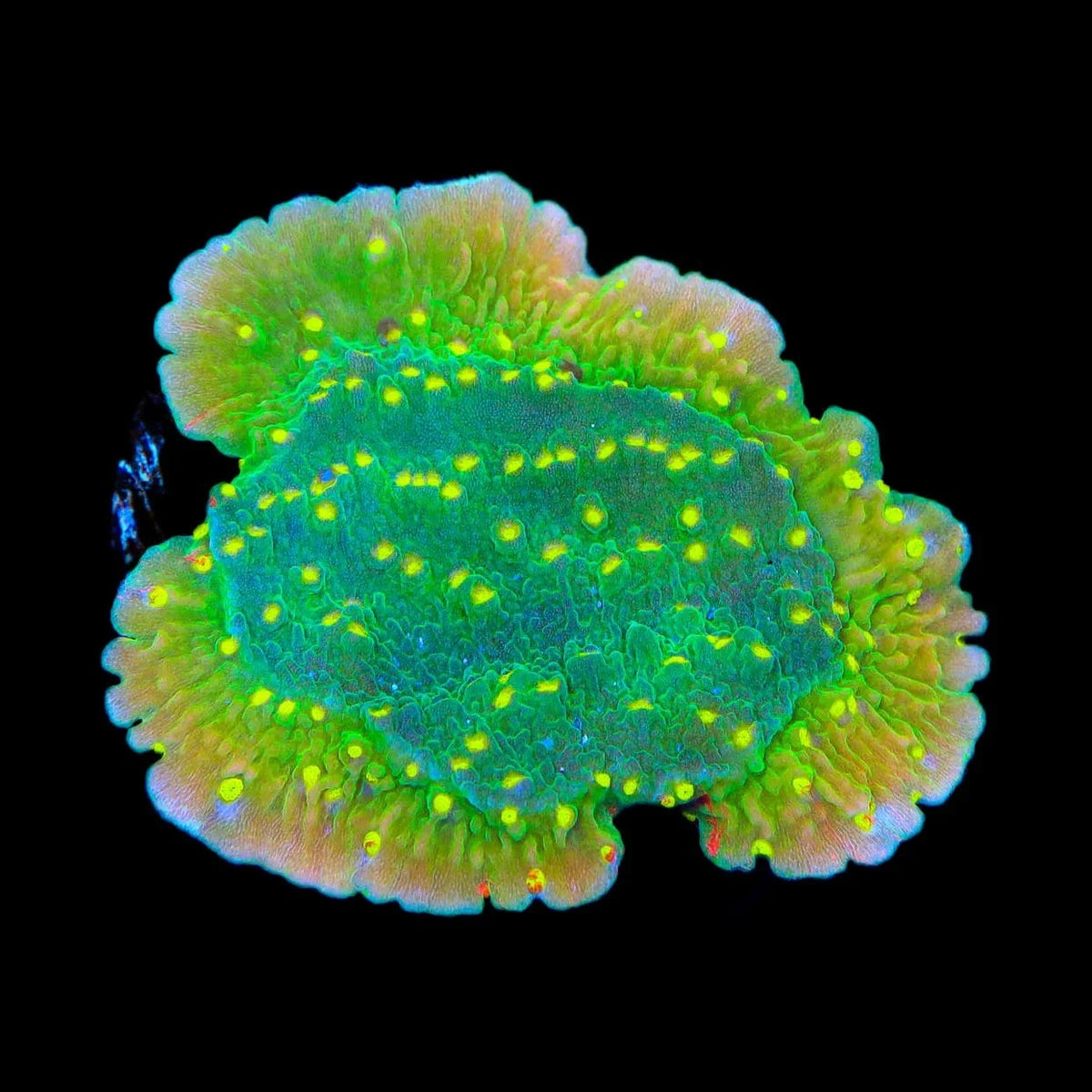 TSA Jolly Rancher Montipora Cap Coral – Top Shelf Aquatics