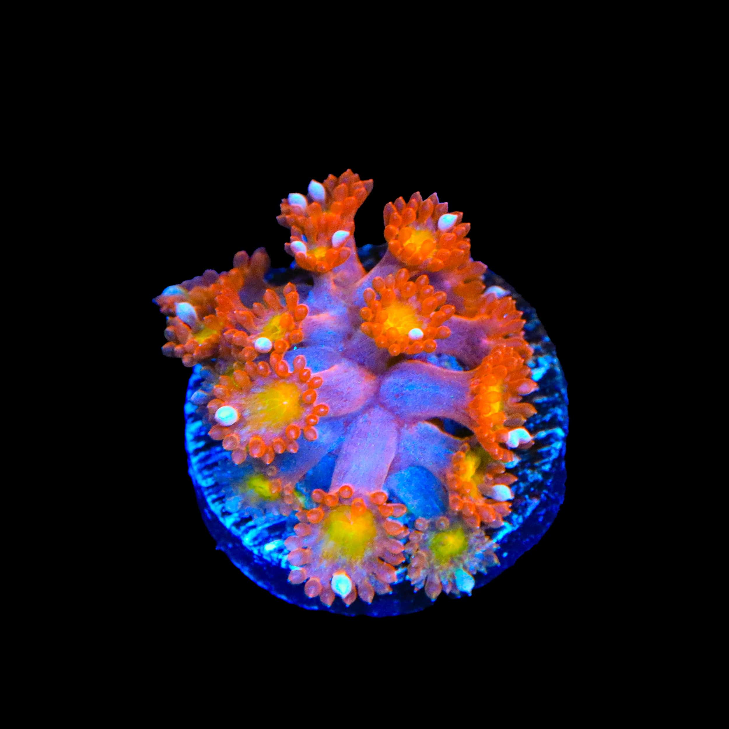 TSA Jujube Goniopora Coral