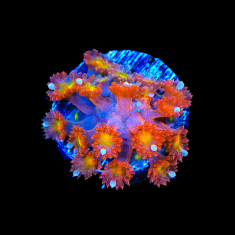 TSA Jujube Goniopora Coral