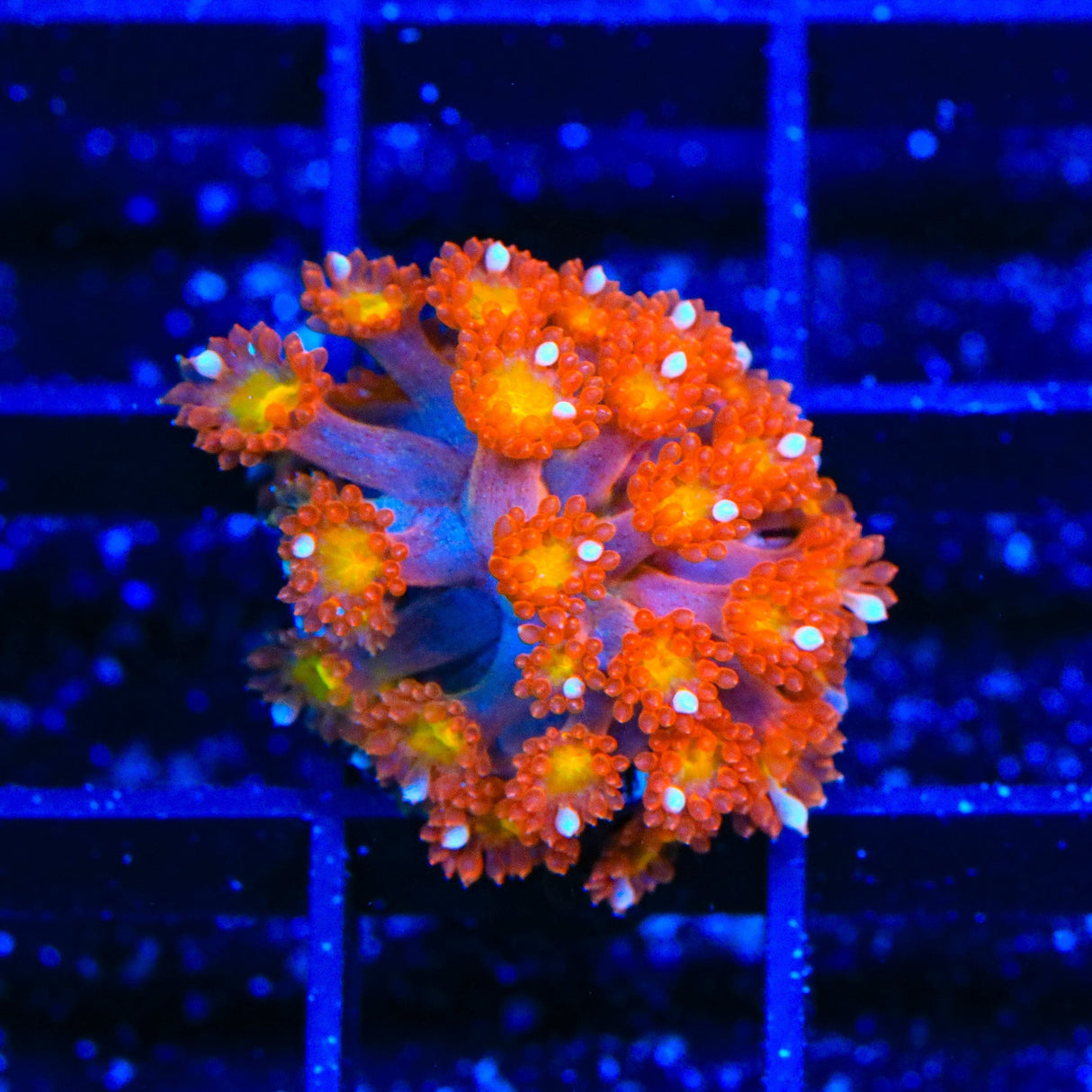 TSA Jujube Goniopora Coral