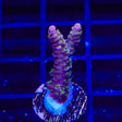 TSA Jungle Breeze Acropora Coral