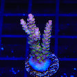 TSA Jungle Breeze Acropora Coral