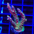 TSA Jungle Breeze Acropora XL Frag Coral