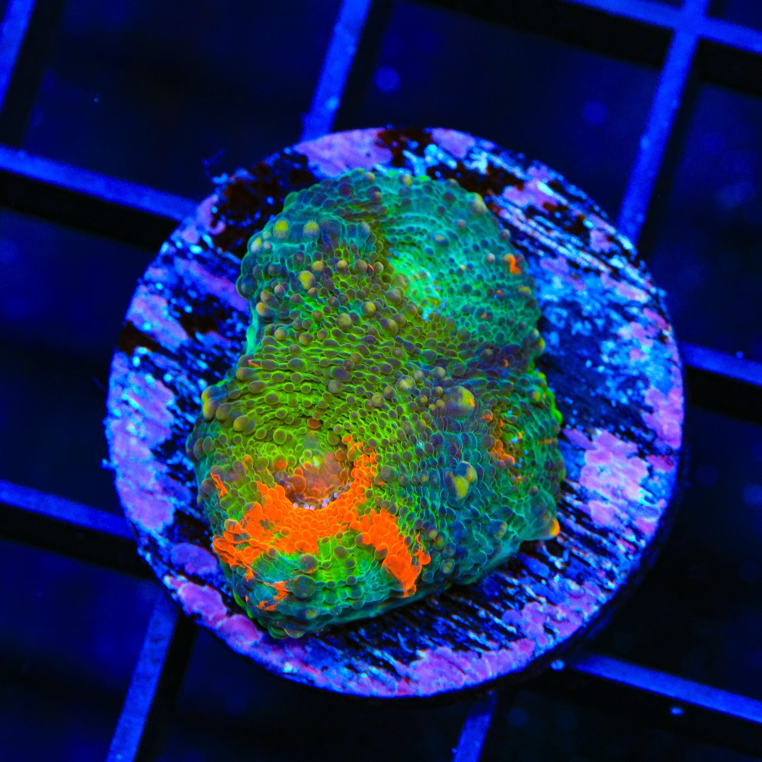 TSA Jungle Fever Echinata Coral