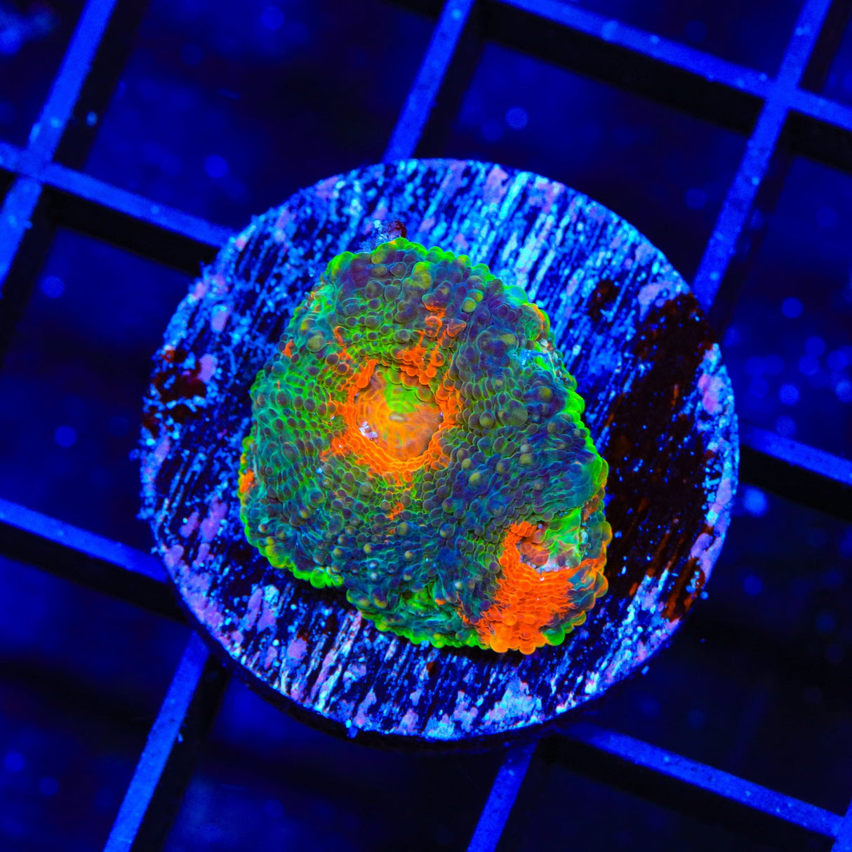 TSA Jungle Fever Echinata Coral