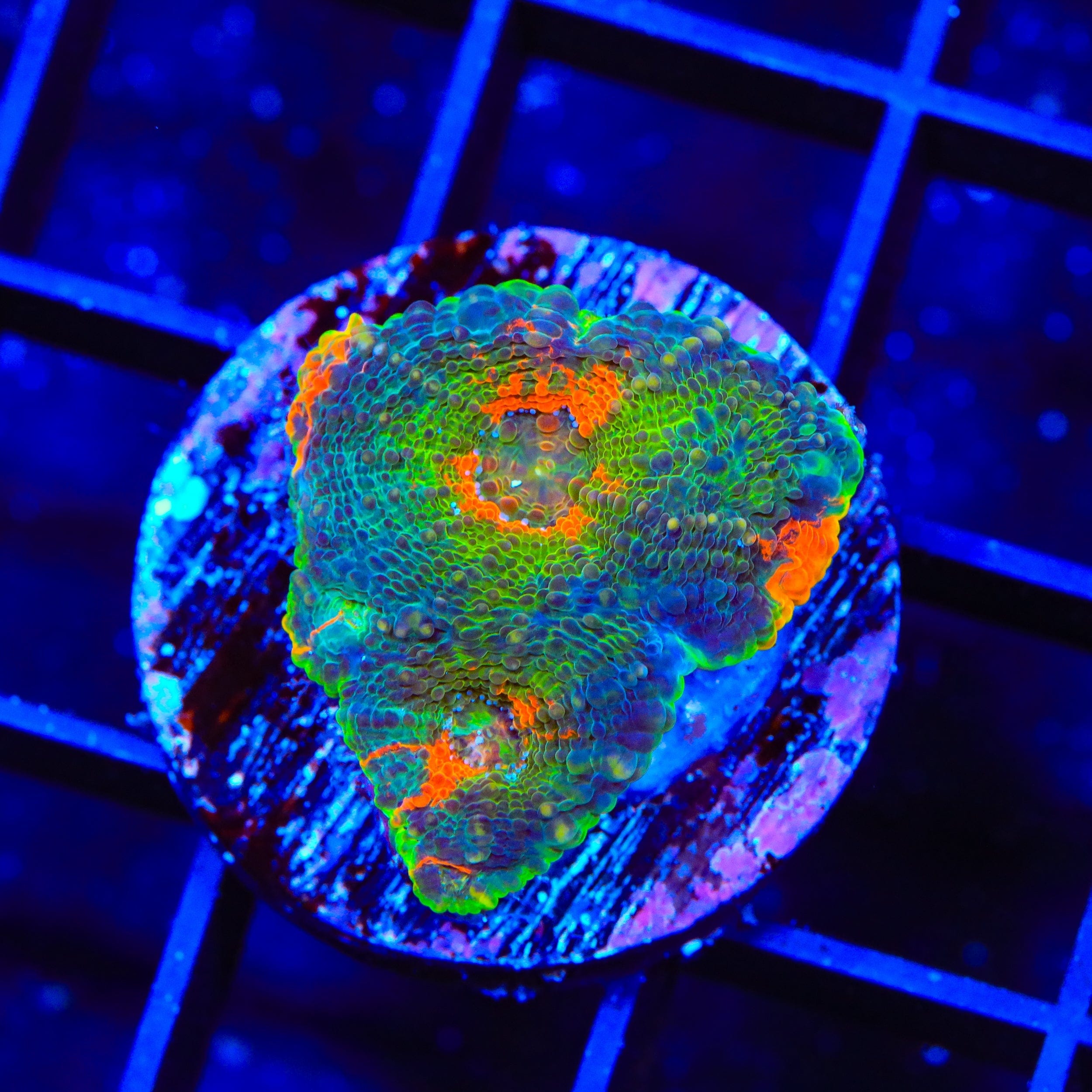 TSA Jungle Fever Echinata Coral