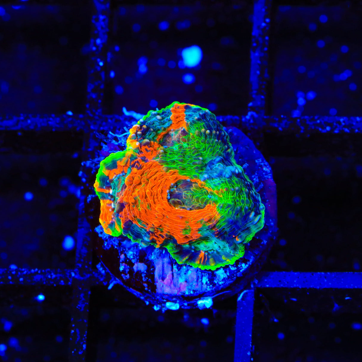 TSA Jungle Haze Echinata Coral