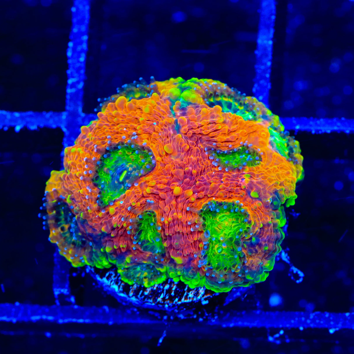 TSA Jungle Haze Echinata Coral