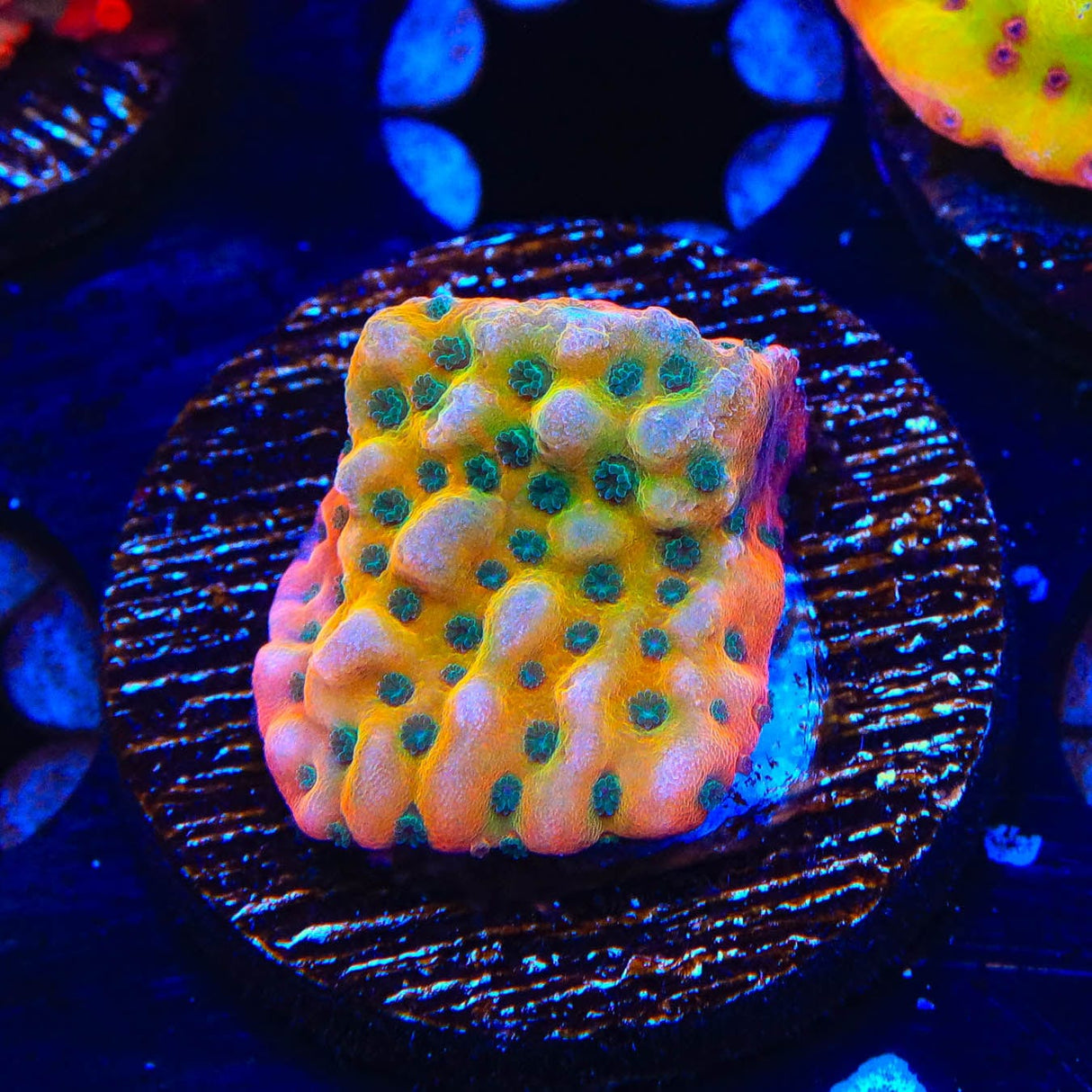 TSA Kaboom Montipora Coral