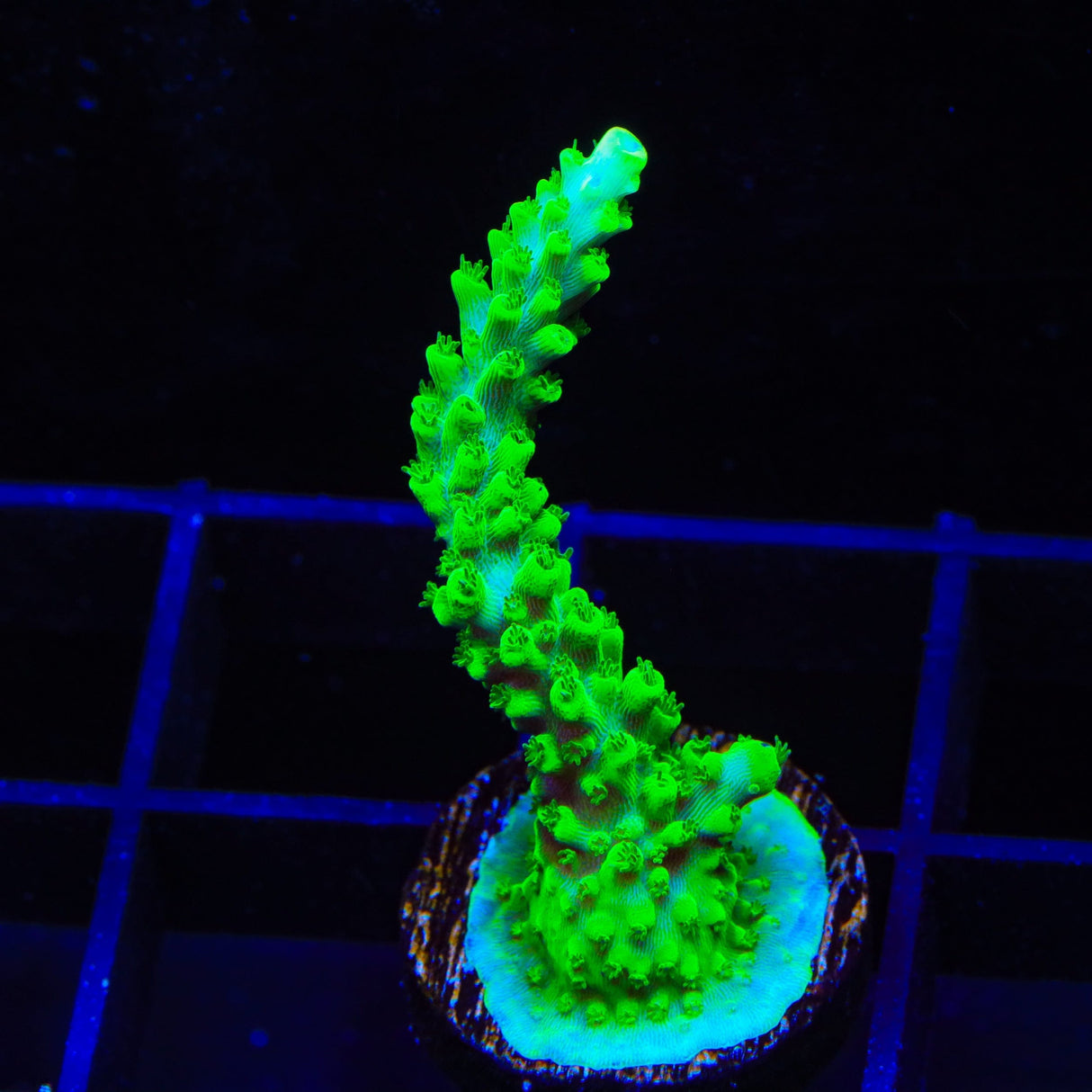 TSA Kermit Acropora Coral